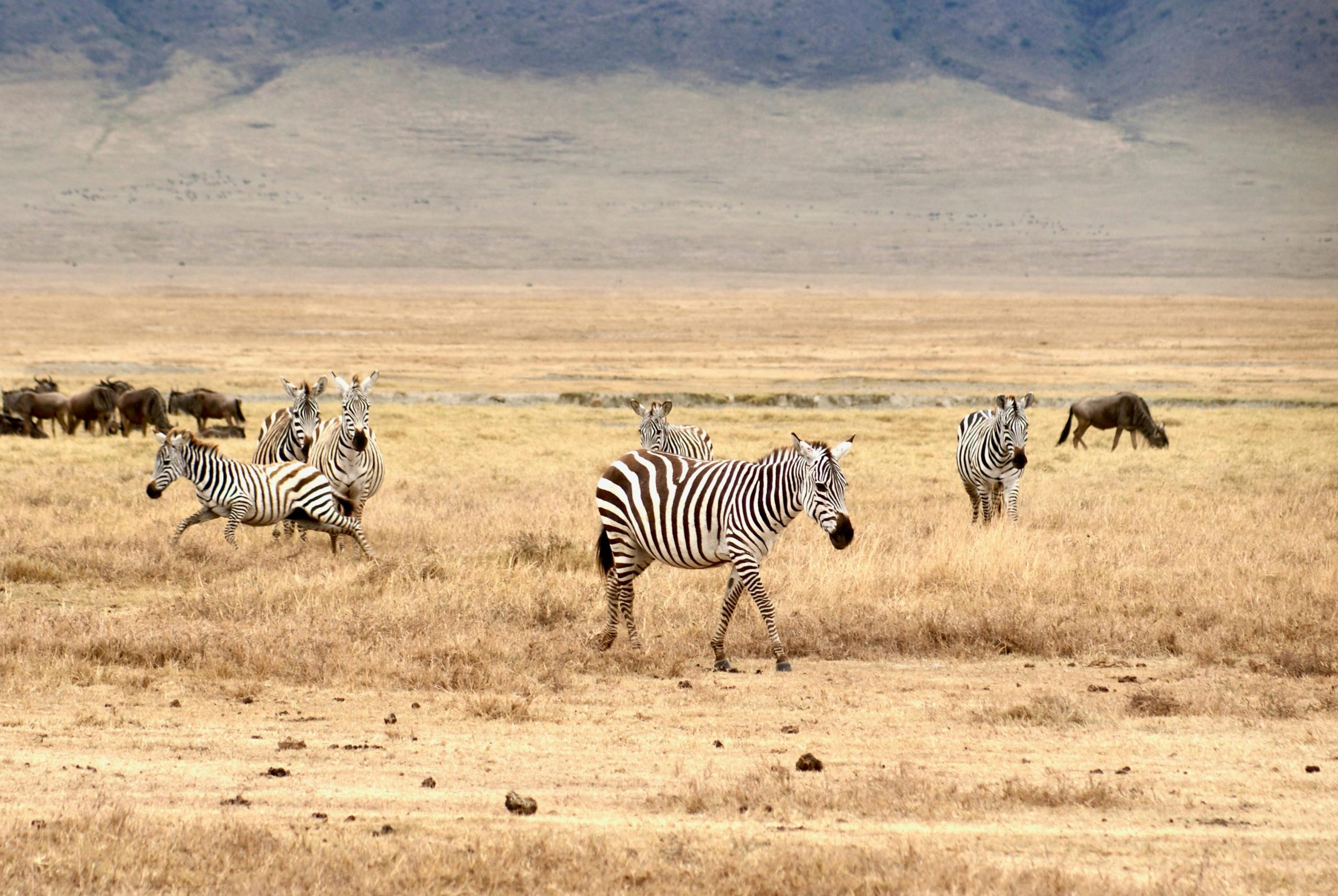 Zebras and wildebeest roam the grasslands of Arusha, Tanzania, showcasing vibrant wildlife.