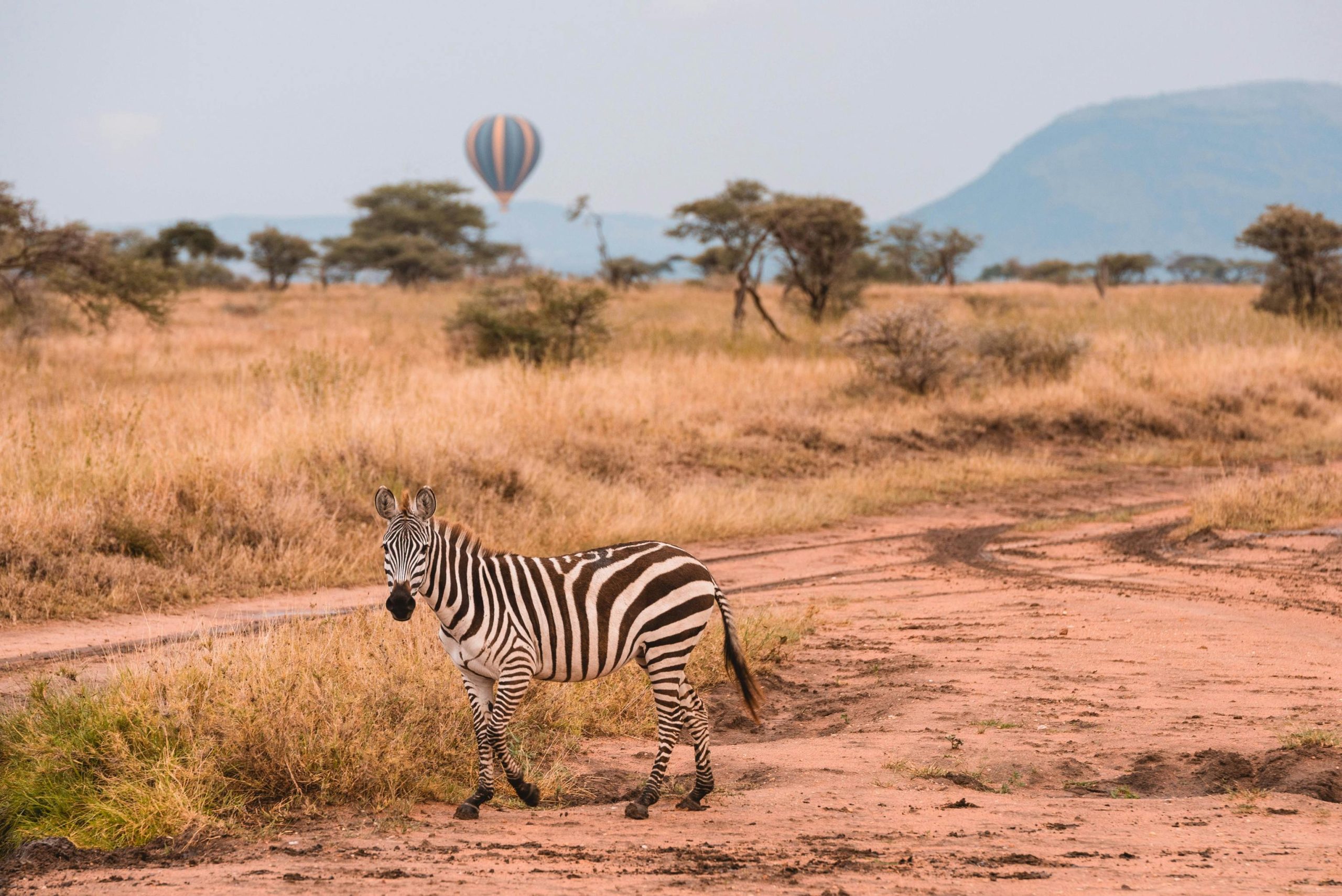A zebra in the African savanna with a hot air balloon in the background, capturing the essence of safari adventure.