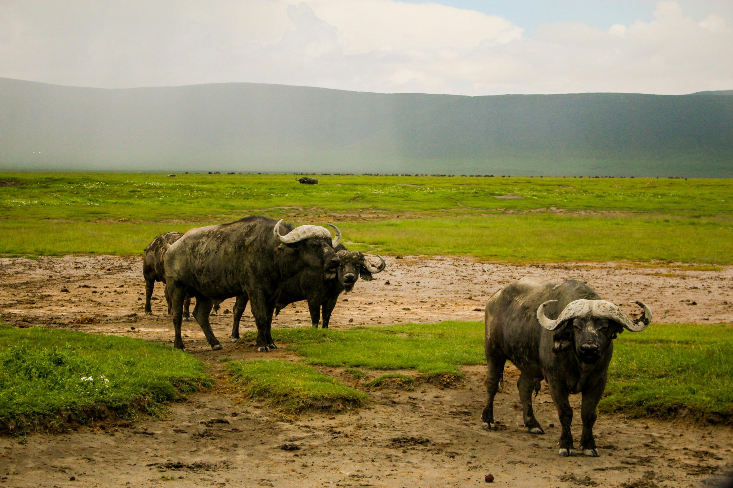 Majestic African buffaloes roam the savanna in Ngorongoro Crater, Tanzania.
