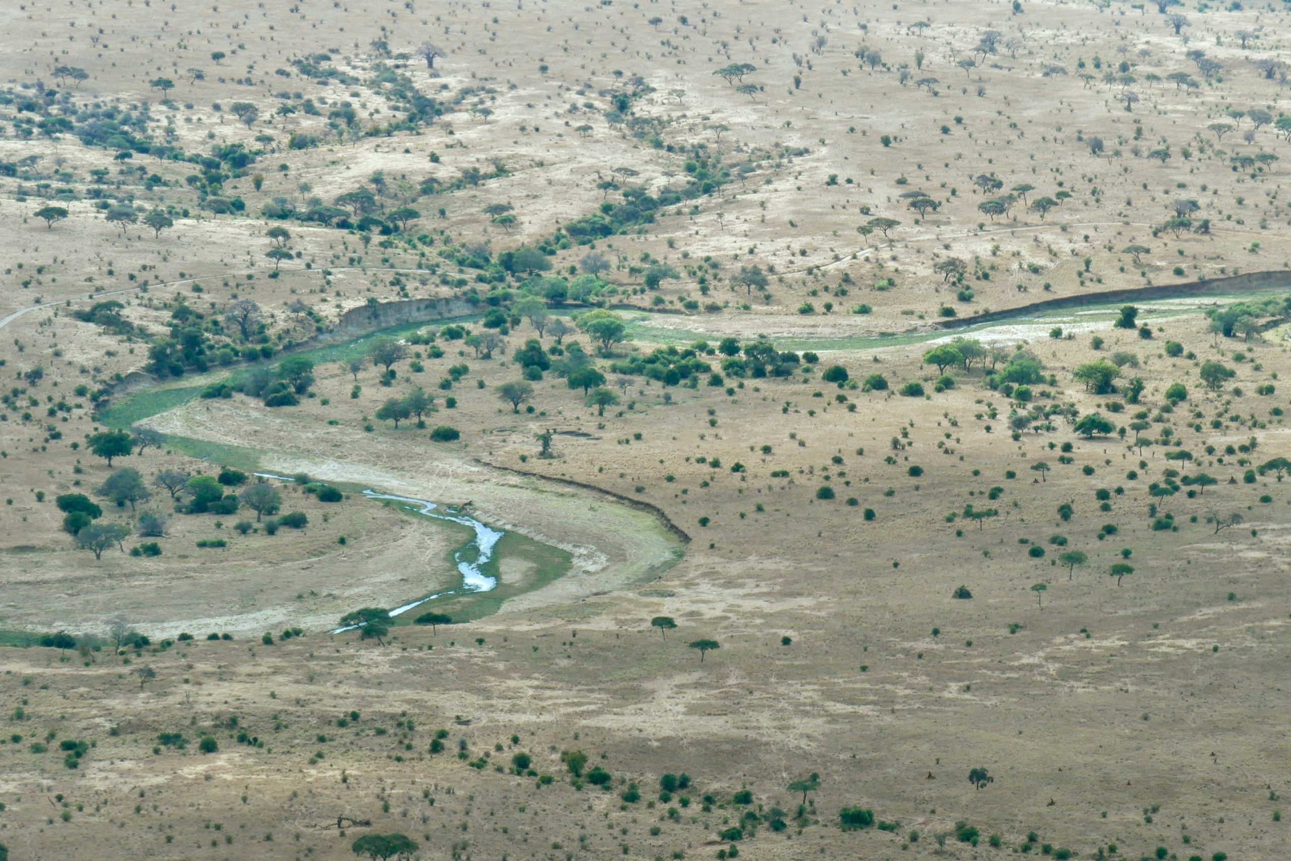 Aerial shot of meandering river through Tarangire National Park in Tanzania.