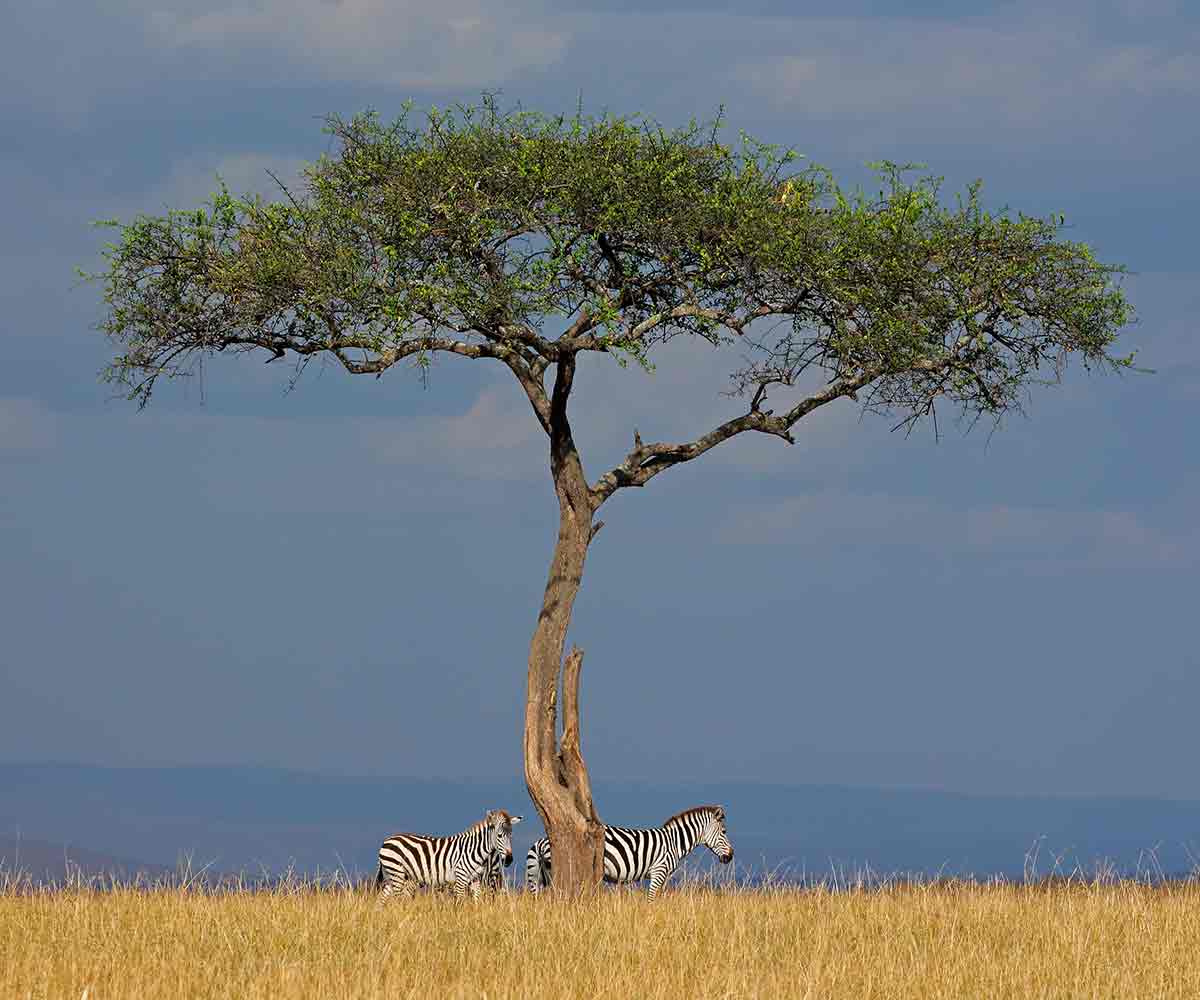serengeti 04